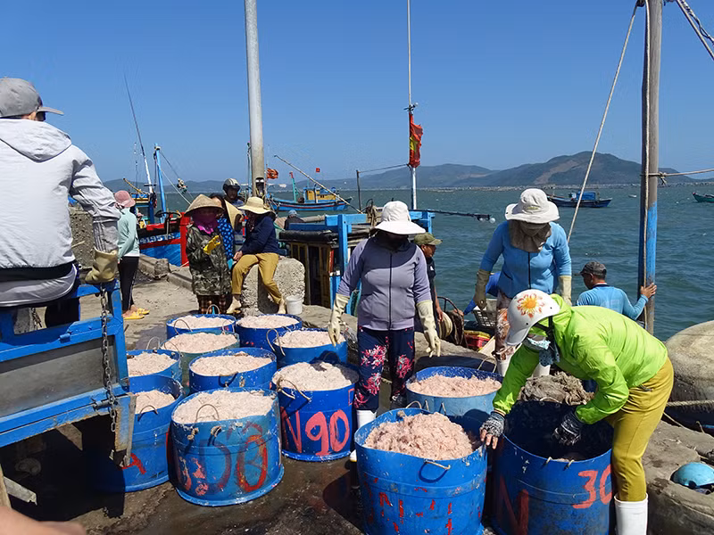 Ngư dân thị xã Sông Cầu được mùa ruốc biển -0