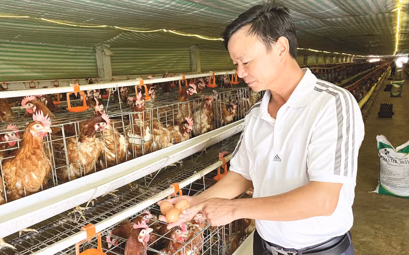 Giá trứng gia cầm ở các chợ dân sinh vẫn neo ở mức cao -0
