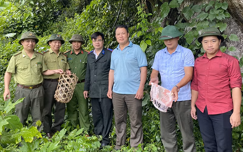 Thả động vật hoang dã vào rừng nhằm bảo tồn đa dạng sinh học của Khu dự trữ thiên nhiên.