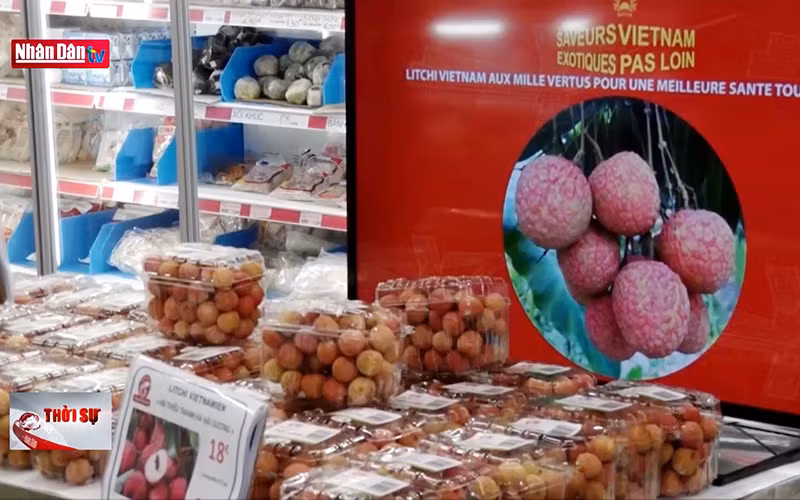 Lô vải thiều đầu tiên có tem truy xuất nguồn gốc tới Pháp