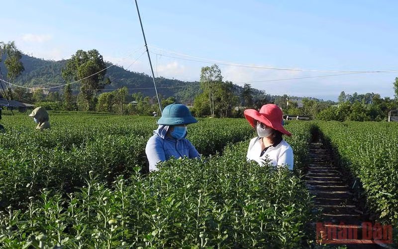 Chị Ngô Thị Thu Vân (bìa phải) cùng vườn cúc chủ động giống của hộ anh Huy.