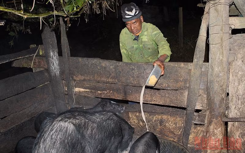 Dậy sớm nhất để cho lợn, gà ăn hay làm các công việc quan trọng sẽ là những người đàn ông trong gia đình.