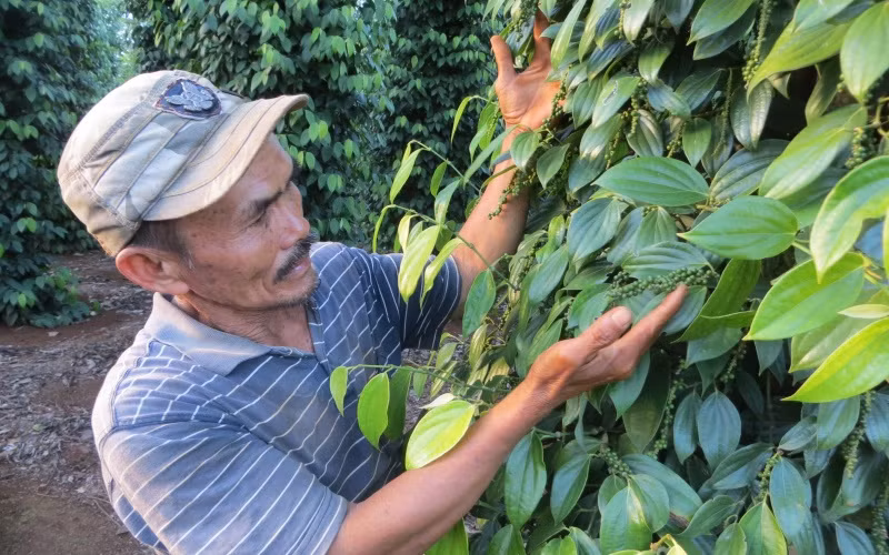 Người nông dân ở Đắk Lắk phấn khởi vì giá tiêu tăng cao.