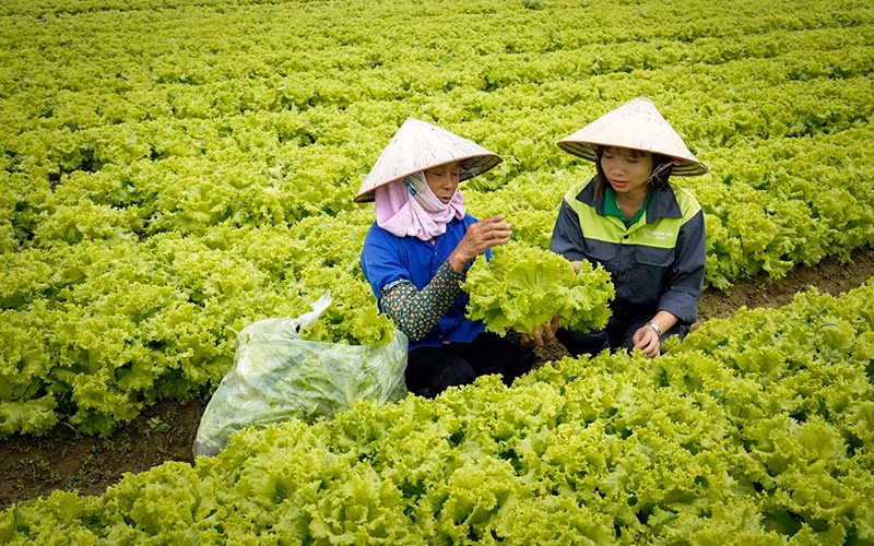 Thu hoạch rau tại Hợp tác xã rau sạch Yên Dũng, huyện Yên Dũng (Bắc Giang).
