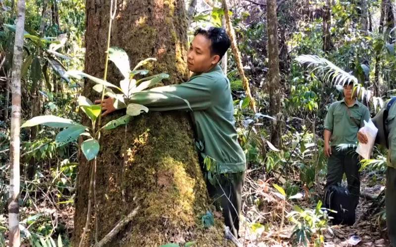 Hạt trưởng Kiểm lâm huyện có rừng pơ-mu bị tàn phá nhận kỷ luật cảnh cáo -0