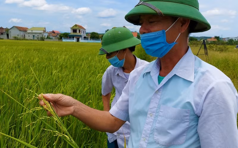 Ông Nguyễn Mạnh Tăng nhổ một khóm lúa von trong ô ruộng của mình.