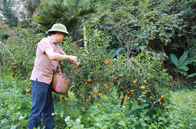 Người dân tỉnh Sơn La thu hoạch quýt.