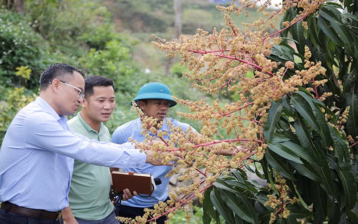 Cán bộ xã Nậm Manh, huyện Nậm Nhùn (Lai Châu) hướng dẫn người dân cách chăm sóc vườn cây ăn quả. (Ảnh TTXVN)