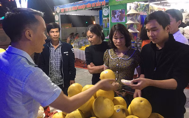 Bưởi đặc sản Đoan Hùng, tỉnh Phú Thọ luôn thu hút sự quan tâm của người dân.