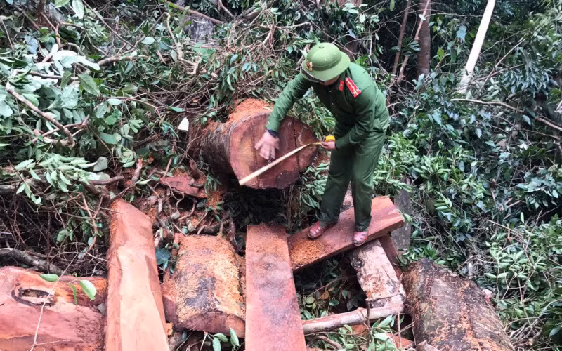 Quảng Bình bắt vụ phá rừng Trường Sơn quy mô lớn -0
