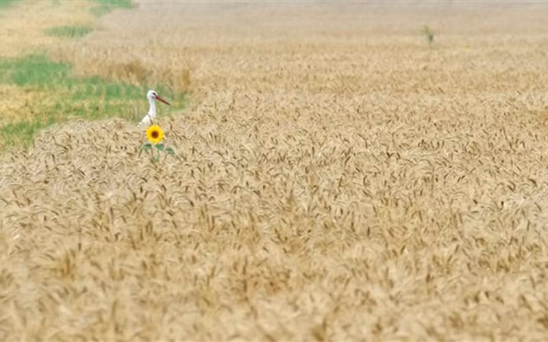 Một cánh đồng lúa mì ở làng Mala Dyvitsya, Ukraine. (Ảnh: AFP/TTXVN)