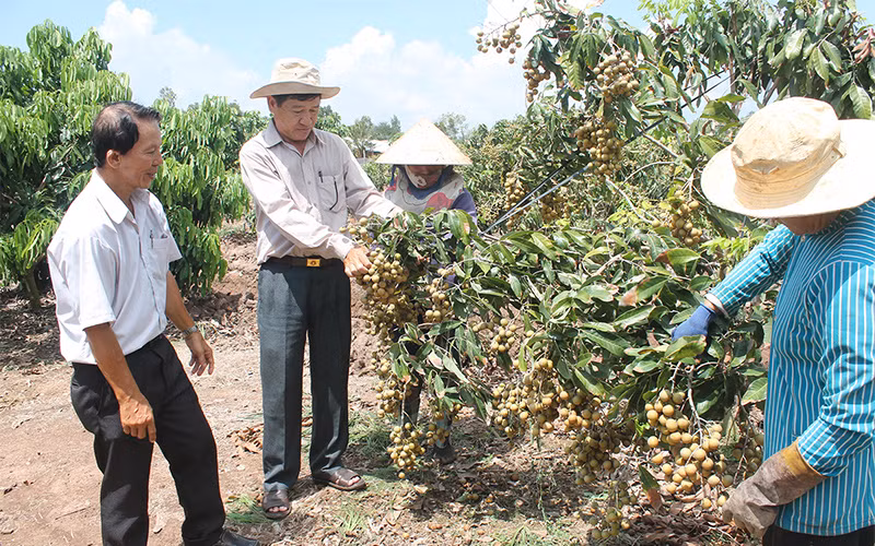 Sóc Trăng đón cơn mưa sau nhiều ngày nắng hạn