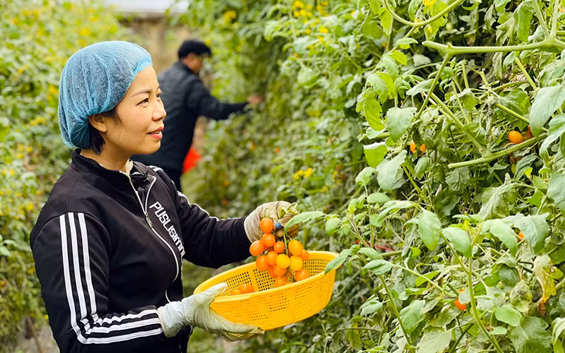Người dân xã Yên Phú (huyện Yên Mỹ, Hưng Yên) thu hoạch rau quả vụ đông. Ảnh: SƠN HÀ 