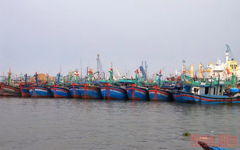 Tàu thuyền đang neo đậu trong khu vực Cảng cá Quy Nhơn, tỉnh Bình Định. 
