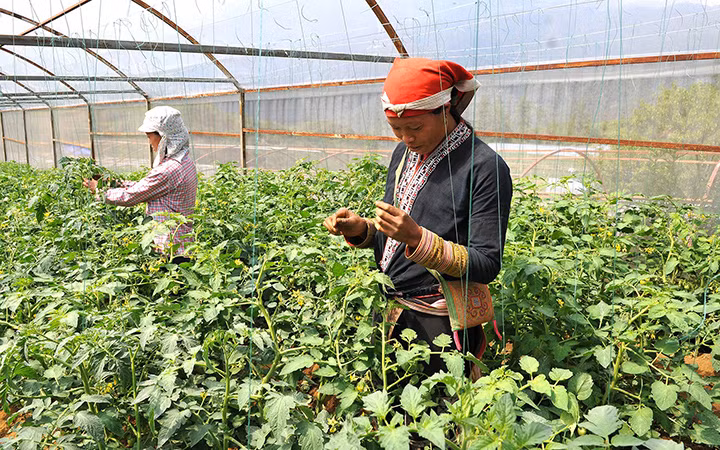 Người dân thị xã Sa Pa (Lào Cai) trồng cà chua trong nhà lưới, mang lại hiệu quả kinh tế cao. Ảnh: ĐĂNG KHOA