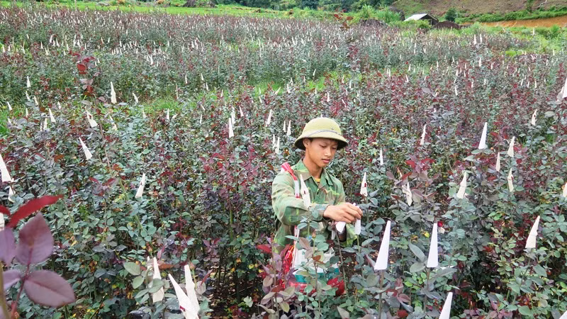Liên kết sản xuất hoa hồng đang tạo ra chuỗi giá trị sản phẩm bền vững, ổn định cho nông dân các xã vùng ven TP Lai Châu.
