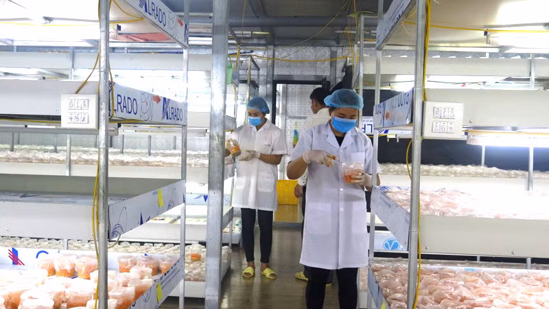 Liên kết sản xuất nông nghiệp hàng hóa ở TP Lai Châu -0