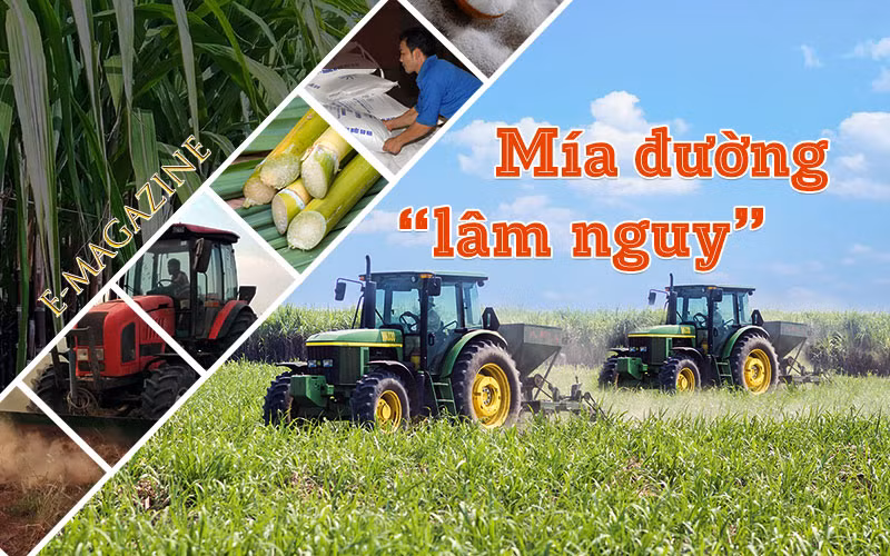 Mía đường “lâm nguy”