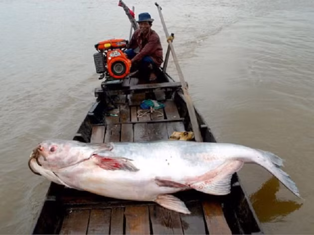 Ca tra dầu sông Mê Công cũng đang bị đe dọa nghiêm trọng.