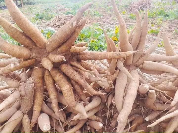 Tạo chuỗi giá trị cho sắn -0
