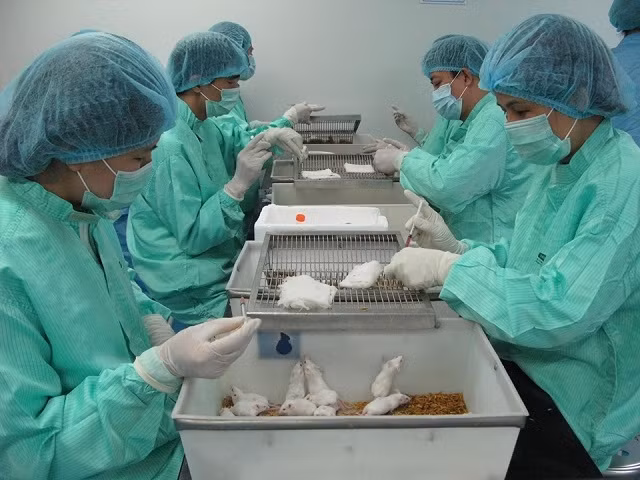 Tiêm thử nghiệm trên chuột.