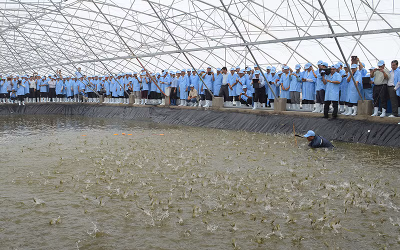 Trang trại nuôi tôm thẻ chân trắng chất lượng cao trong nhà kính của Tập đoàn Việt-Úc ở Bạc Liêu. 