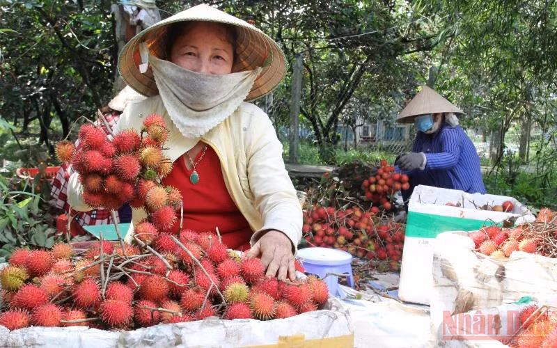 Bà Nguyễn Thị Em (ấp Phú Thạnh 1, xã Đồng Phú, huyện Long Hồ, tỉnh Vĩnh Long) phấn khởi được thương lái đến mua chôm chôm. (Ảnh: BÁ DŨNG)