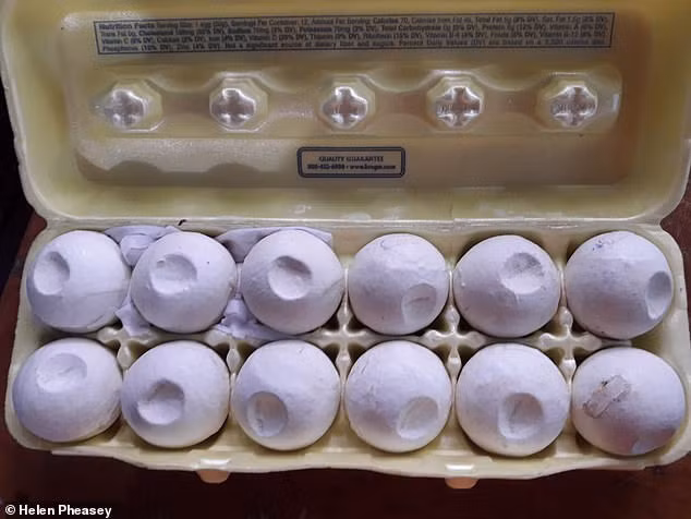 Một tá trứng rùa “mồi” được đựng trong một carton. Nó được các “thương nhân” thu nhặt từ bãi biển cùng những quả trứng thật và sau đó có thể được theo dõi để xác định nơi đến cuối cùng của những quả trứng.