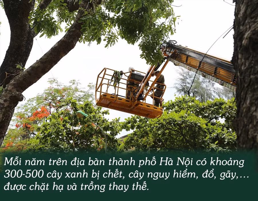 Cây xanh Hà Nội -0