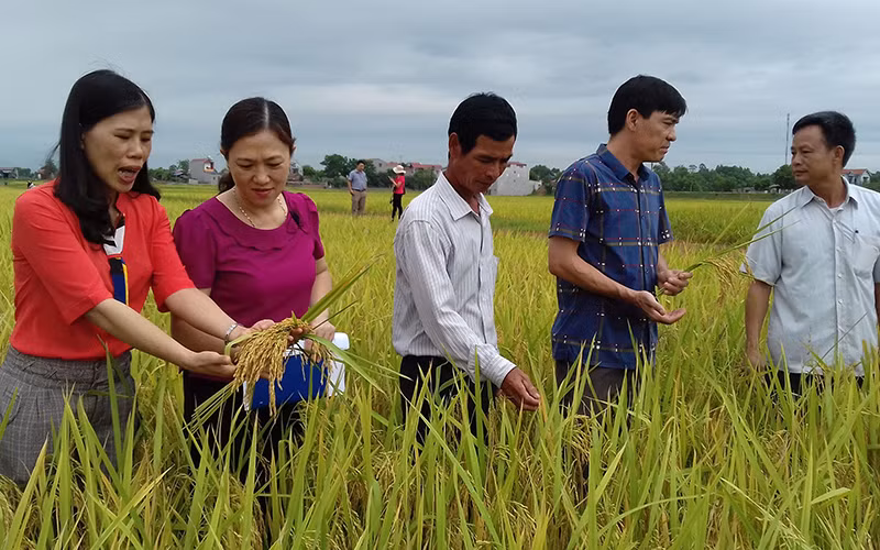 Cán bộ huyện Phú Bình (Thái Nguyên) kiểm tra sản phẩm OCOP tại địa phương. Ảnh: MINH HẢI