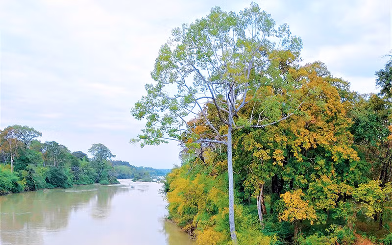 Mê hoặc rừng khộp mùa thay lá -0