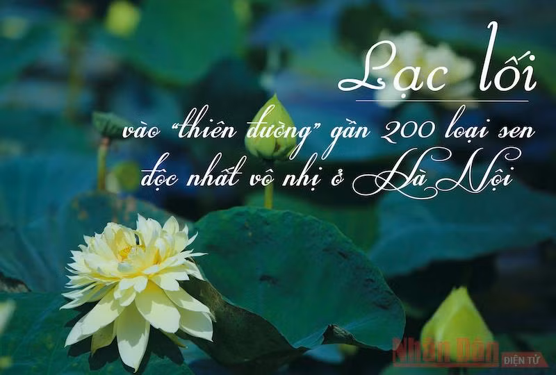 “Thiên đường” gần 200 loại sen độc nhất vô nhị ở Hà Nội
