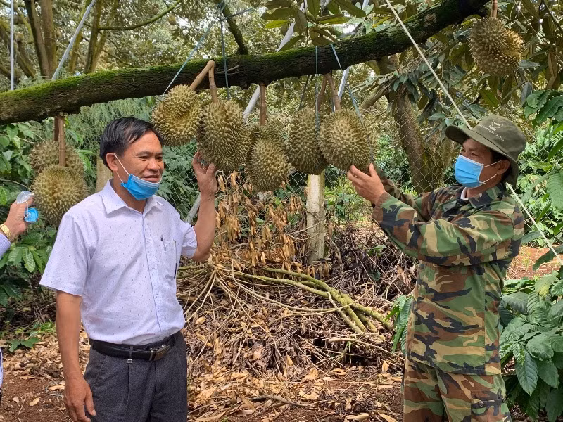 Những năm gần đây, sầu riêng đã trở thành cây trồng chủ lực và mang lại giá trị kinh tế cao cho người nông dân huyện Krông Pắc. 