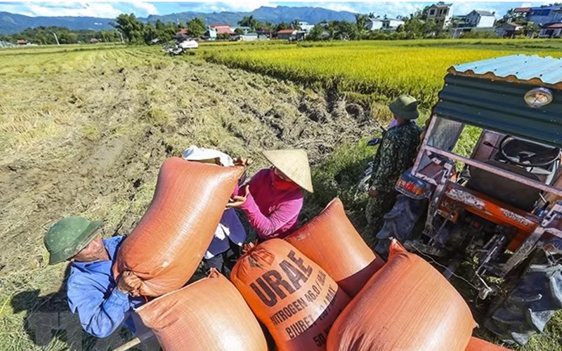 Thu hoạch lúa tại Điện Biên. (Ảnh: TTXVN)