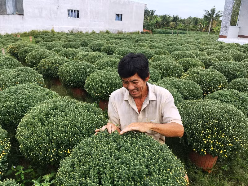 Người dân chăm sóc hoa cúc mâm xôi chuẩn bị bán Tết.