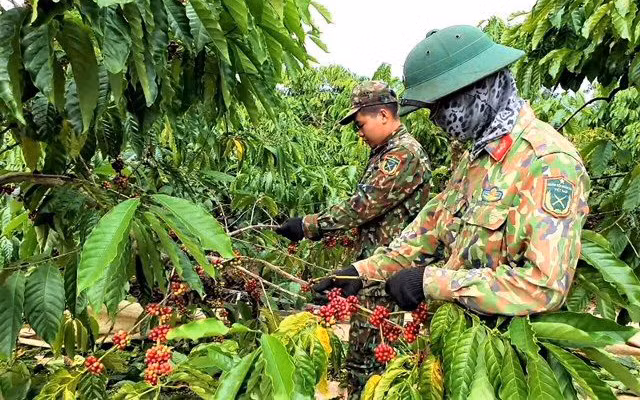 Bộ đội tỉnh Kon Tum thu hái cà-phê tại Công ty cà phê Ðắk Uy, huyện Ðắk Hà.
