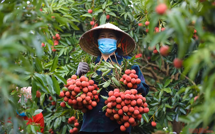 Vải thiều Bắc Giang (Ảnh minh họa: Hà Nam).
