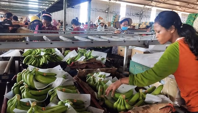 Phân xưởng đóng gói sản phẩm chuối xuất khẩu của THADI.