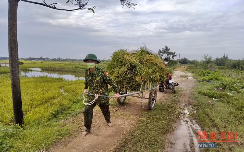 Bộ đội Biên phòng giúp dân tuốt lúa và vận chuyển về từng gia đình.