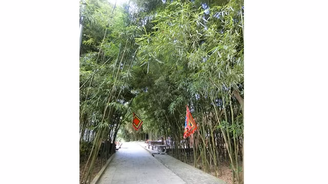 Lối trúc, đền Trúc ta về