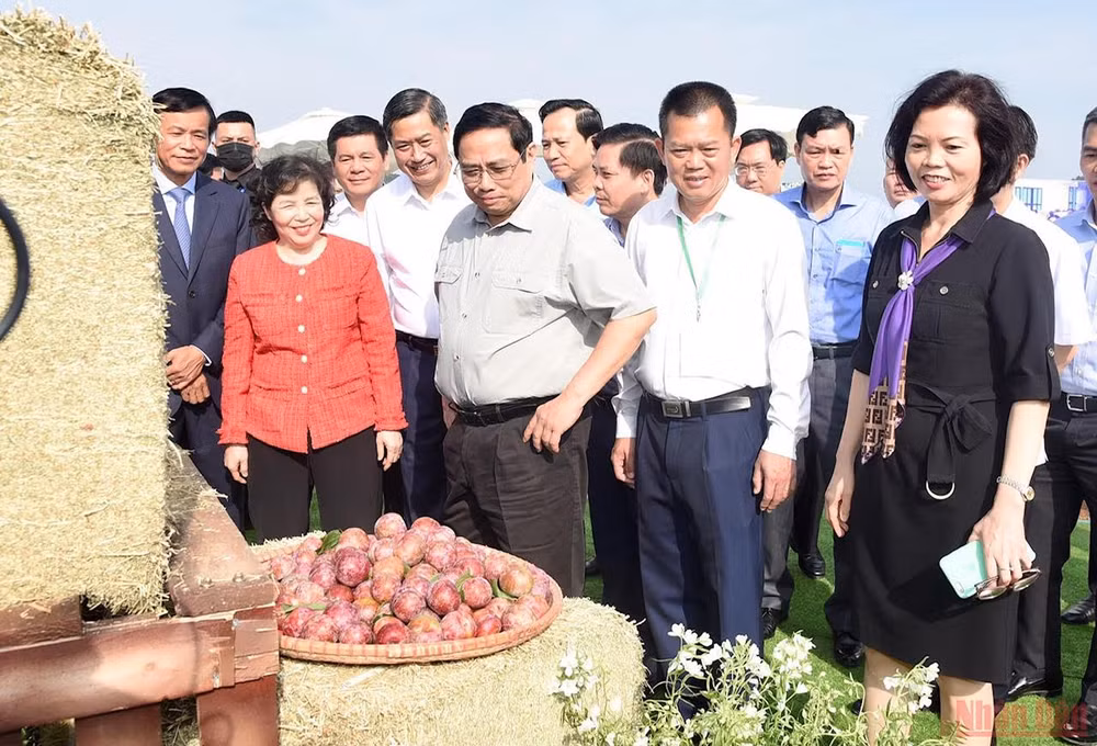 Thủ tướng Phạm Minh Chính dự Lễ khởi công dự án “Tổ hợp Thiên đường sữa Mộc Châu” -0