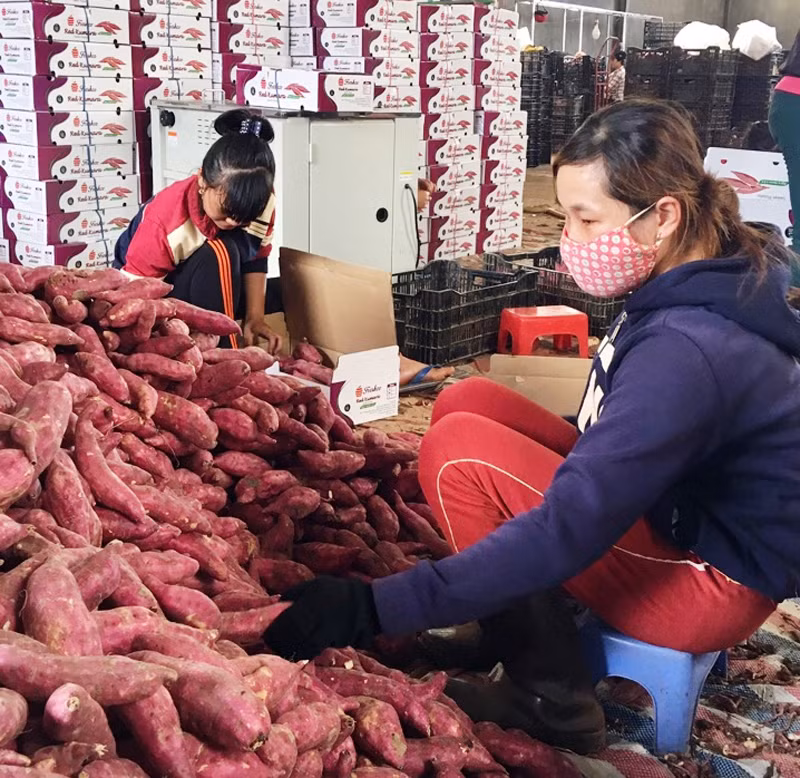 Xây dựng thương hiệu sản phẩm nông nghiệp chủ lực Tuy Đức ảnh 2 Xây dựng thương hiệu sản phẩm nông nghiệp chủ lực Tuy Đức -0