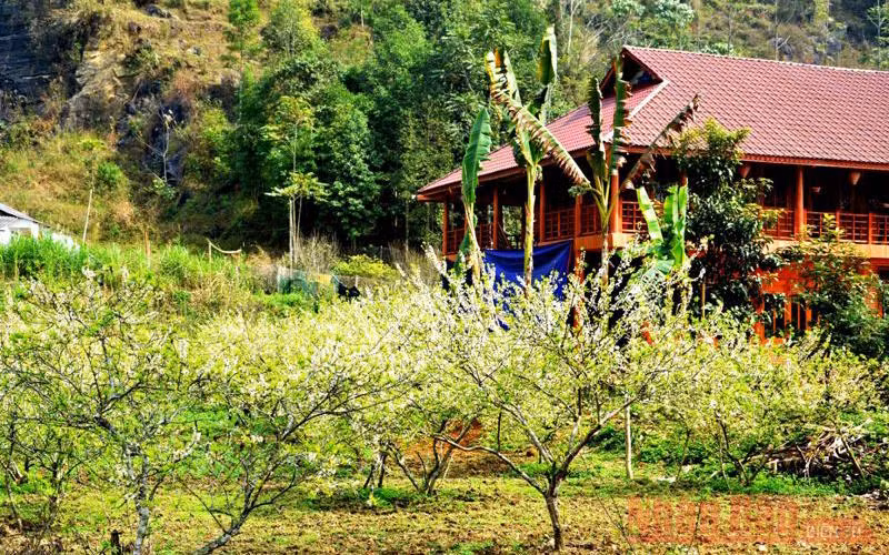 Mùa hoa mận trên cao nguyên trắng Bắc Hà -1