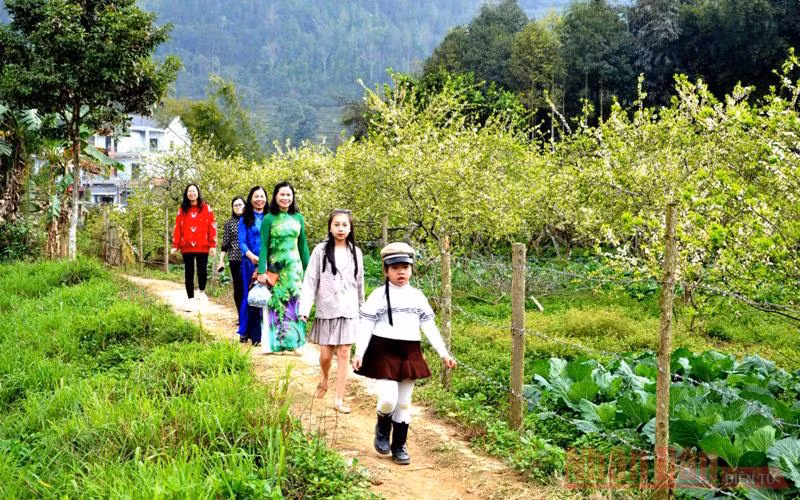 Mùa hoa mận trên cao nguyên trắng Bắc Hà -2