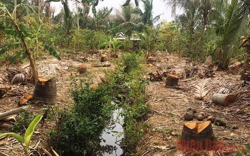 Một số vườn dừa bị chết, người dân phải đốn bỏ.