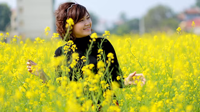 “Mùa hoa cải bên sông” ảnh 3 “Mùa hoa cải bên sông” ảnh 3