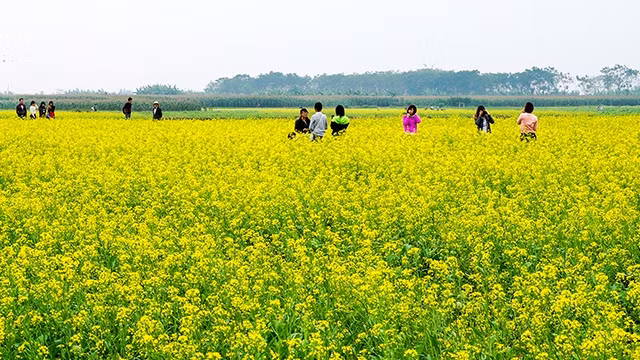 Các bạn trẻ cùng nhau ghi lại những hình ảnh đẹp bên hoa cải vàng.