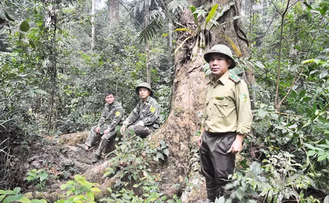 Lực lượng kiểm lâm tỉnh Tuyên Quang tuần tra bảo vệ rừng.
