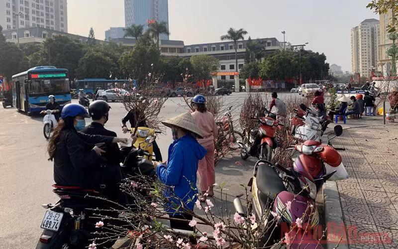 Đào, quất “đỏ mắt” chờ khách -0