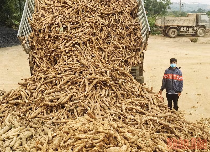 Sắn được người dân thu hoạch bán cho nhà máy.